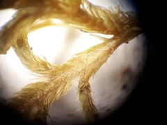 Lepicolea attenuata
