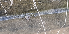 Pelophylax nigromaculatus