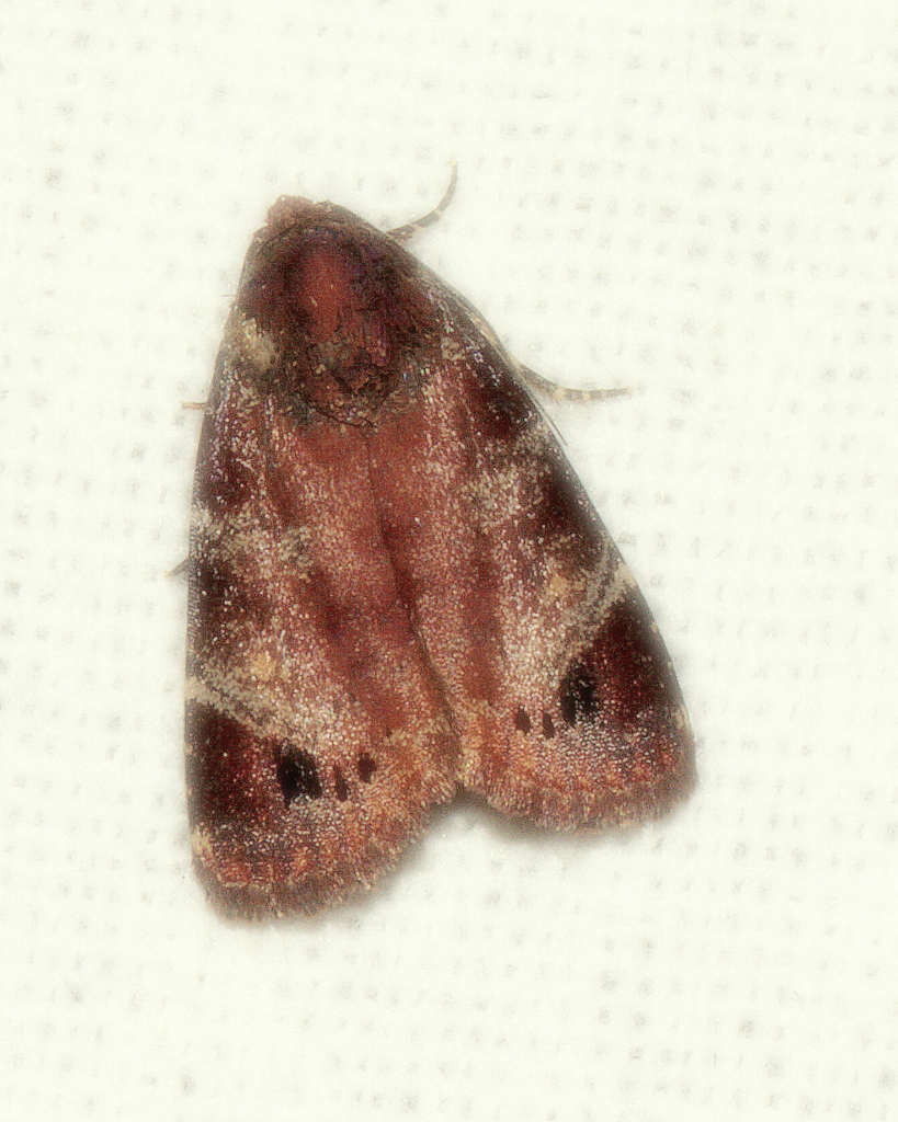 Dyrzela squamata