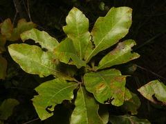 Quercus × leana