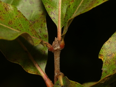 Quercus × leana