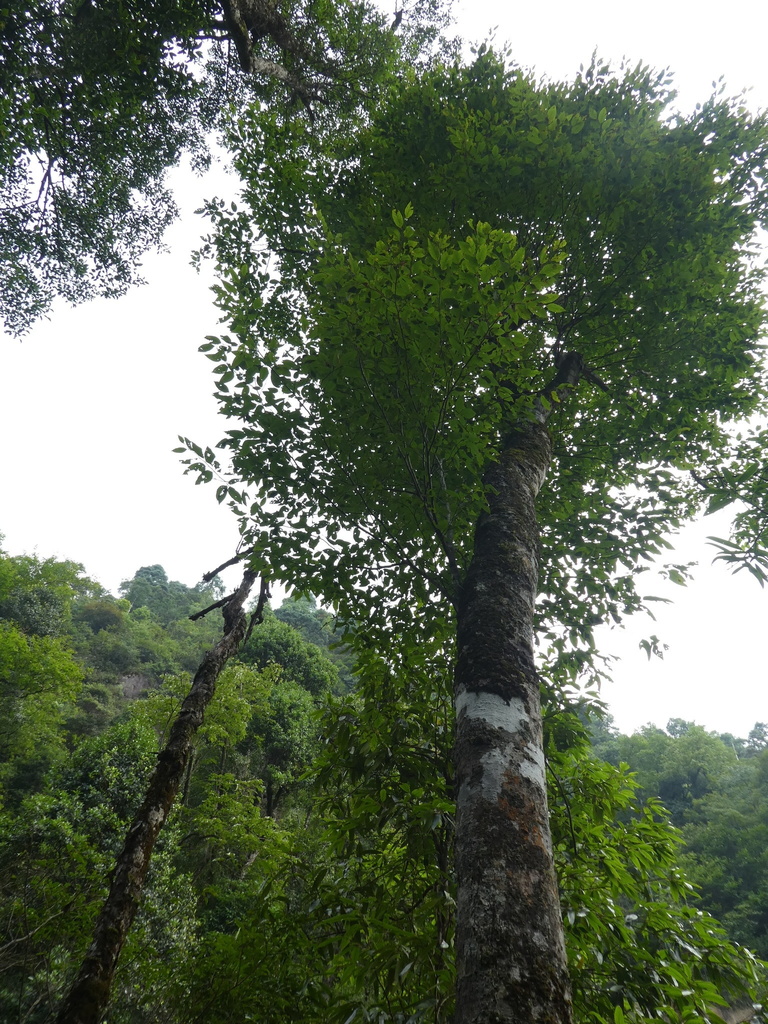 Fagus longipetiolata