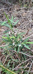 Philotheca myoporoides
