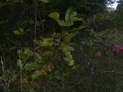 Quercus × leana