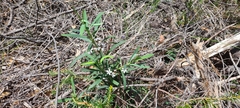 Philotheca myoporoides