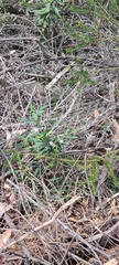 Philotheca myoporoides