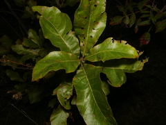 Quercus × leana