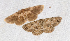 Ophthalmitis caritaria
