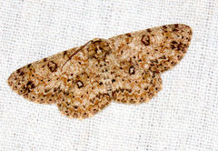 Ophthalmitis caritaria