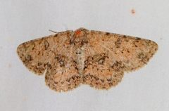 Ophthalmitis caritaria