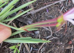 Pelargonium laevigatum laevigatum
