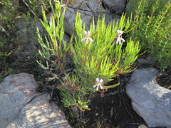 Pelargonium laevigatum laevigatum