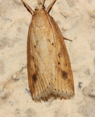 Scirpophaga incertulas