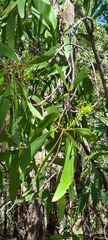 Persoonia levis