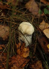 Leccinum percandidum