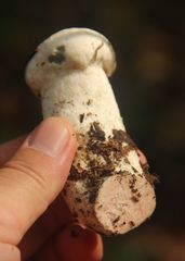 Leccinum percandidum