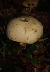 Leccinum percandidum