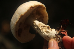 Leccinum percandidum