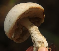 Leccinum percandidum