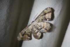 Phazaca leucocephala