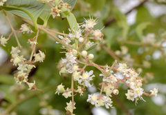 Lagerstroemia microcarpa