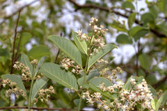 Lagerstroemia microcarpa