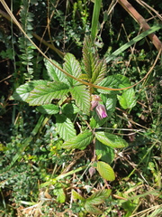Rubus roseus