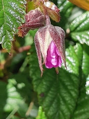 Rubus roseus