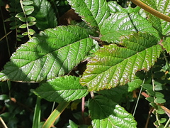 Rubus roseus