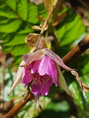 Rubus roseus