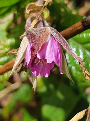 Rubus roseus