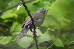 Hypsipetes amaurotis