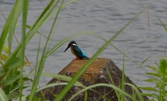 Alcedo atthis