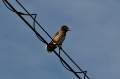 Spodiopsar cineraceus