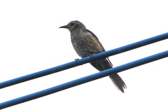 Hypsipetes amaurotis