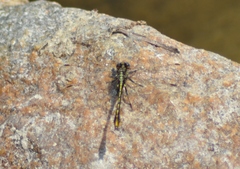 Phanogomphus exilis
