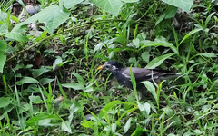 Spodiopsar cineraceus