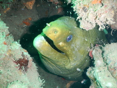 Gymnothorax funebris