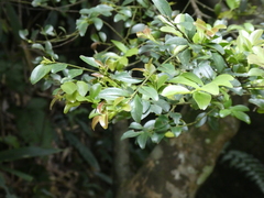 Ilex lohfauensis