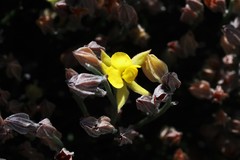 Jacksonia stackhousei