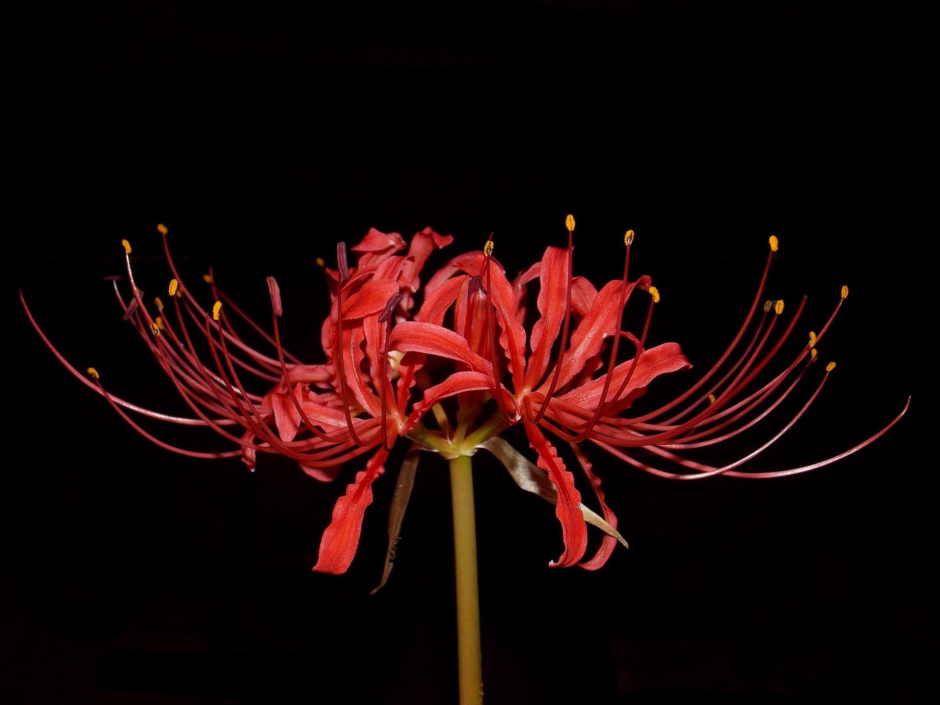 Lycoris radiata