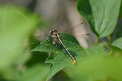 Phanogomphus exilis