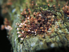 Nectria pseudotrichia