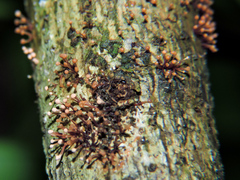 Nectria pseudotrichia