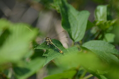 Phanogomphus exilis