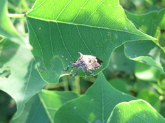 Eocanthecona furcellata