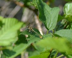 Phanogomphus exilis