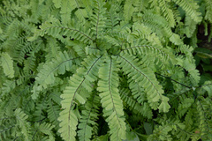 Adiantum aleuticum aleuticum