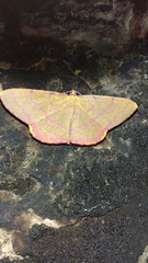 Eumelea rosalia