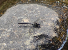 Phanogomphus lividus